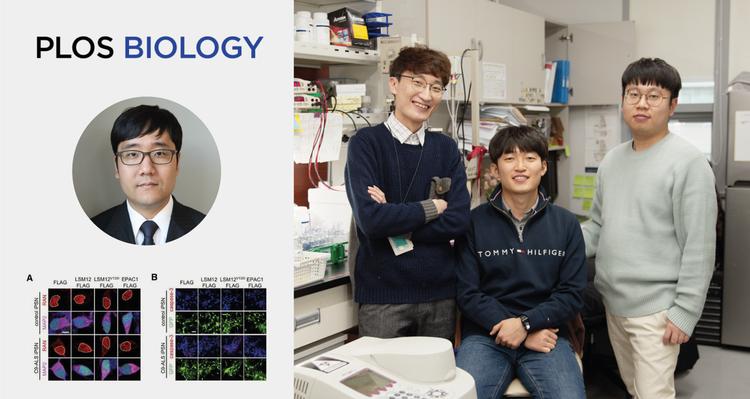 루게릭병 억제하는 새로운 유전자 경로 발견