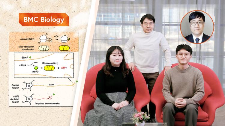 '발달기 신경세포'에 에너지 공급 조절하는 단백질 규명