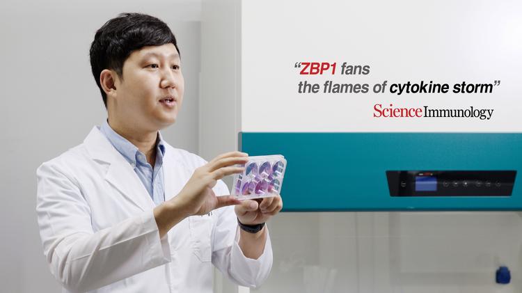 코로나19 사망률 높이는 '선천 면역 센서(ZBP1)' 발견