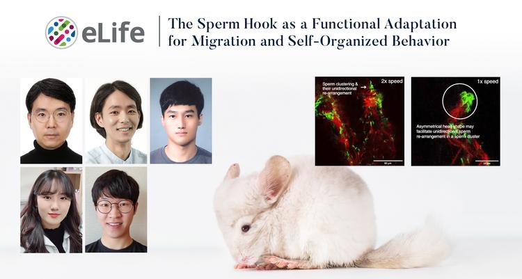 쥐 정자의 질주, 비밀병기는 자궁 내벽 찍는 '갈고리 머리' ?