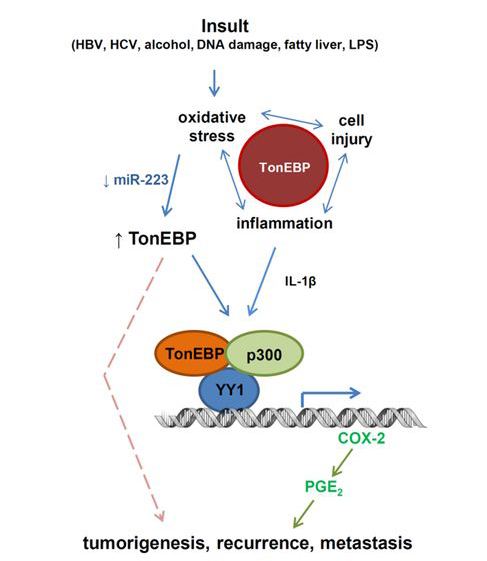 간암 발생 과정에서 톤이비피 유전자의 역할