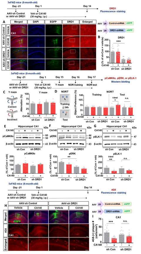 그림4. 도파민 수용체 DRD1을 통한 CA140의 인지기능 및 아밀로이드 병증 조절