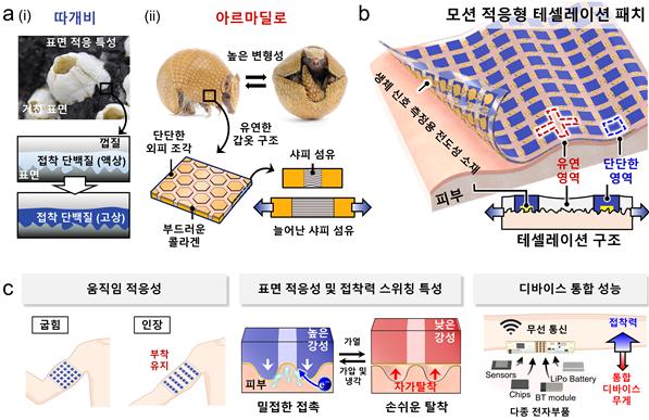 따개비 접착단백질의 특성을 닮은 형상기억고분자를 아르마딜로 갑옷 구조처럼 배열해 만든 접착 패치