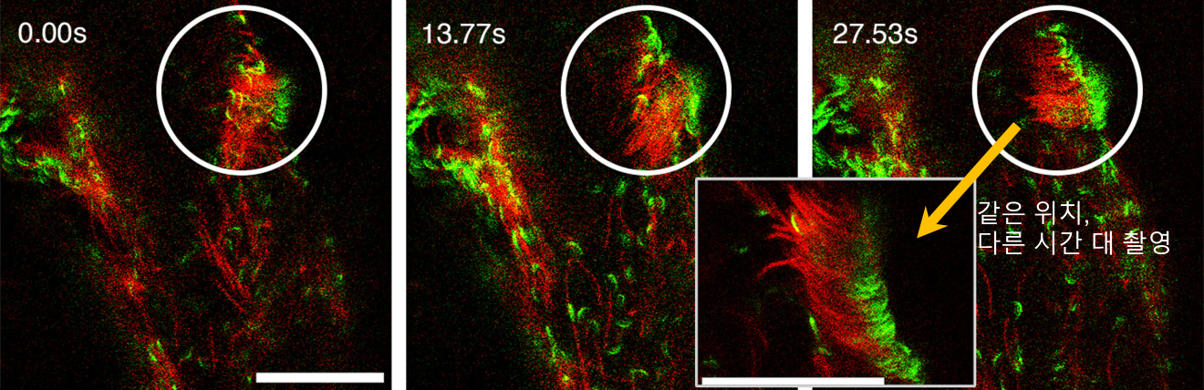 [연구그림] 정자의 머리가 한 방향으로 정렬된 자기조직화 현상