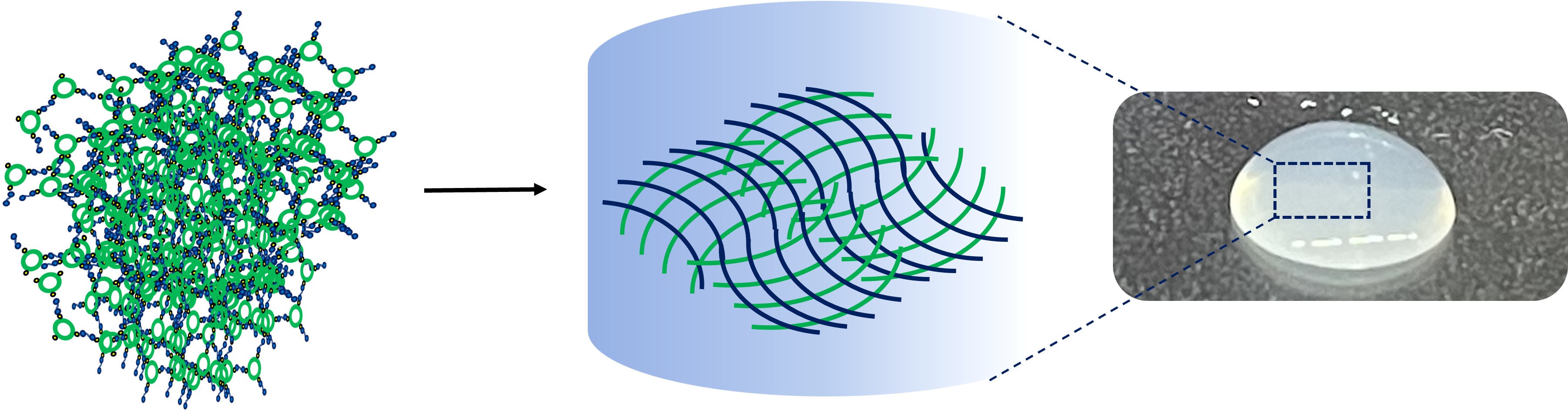 [연구그림] 자가 가교를 이용한 단백질 하이드로젤
