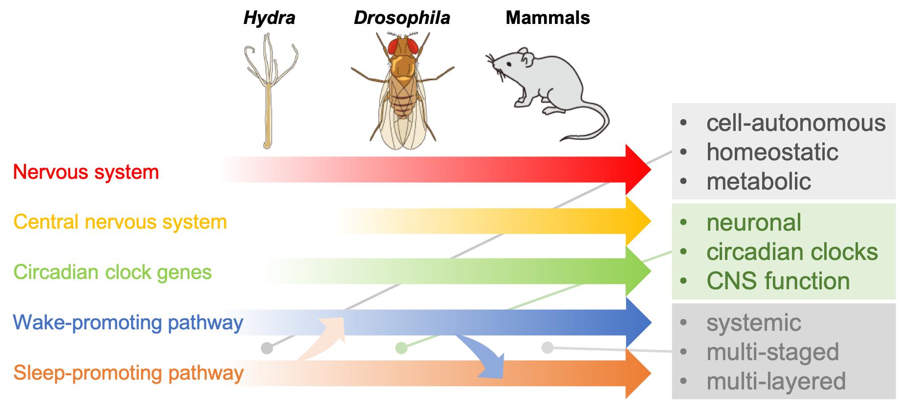 [연구그림] 중추신경계(central nervous system)의 발달에 따른 수면조절 기전의 진화 발생적 기원 모델