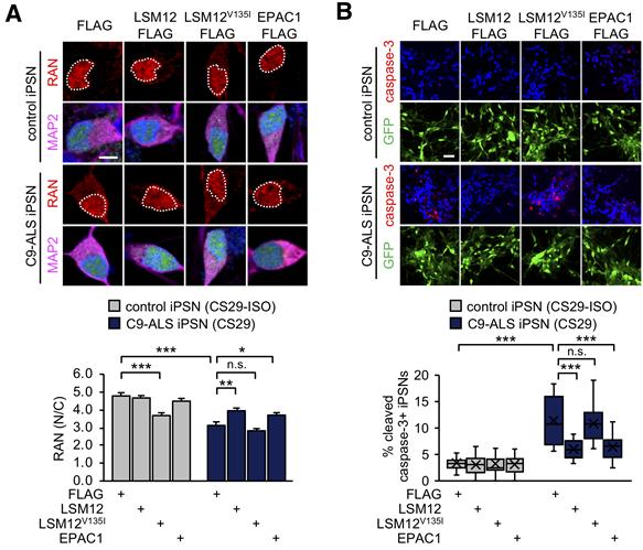 [연구그림] 유전자경로 활성화를 통한 단백질 분포 정상화 및 신경세포 사멸억제 검증