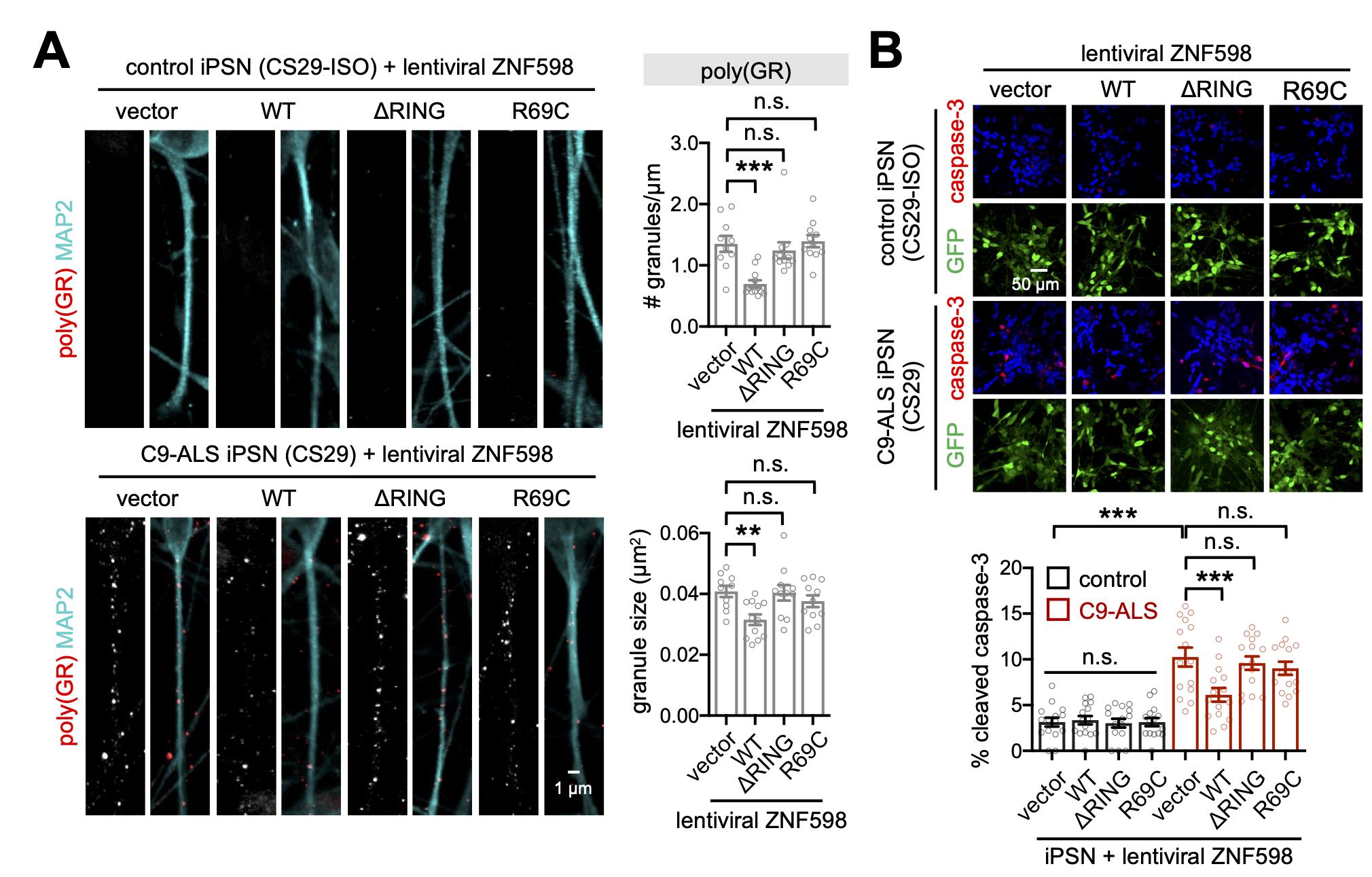 그림1. 발견된 유전자를 활성화해 루게릭병 환자 유래 신경세포의 사멸 억제함
