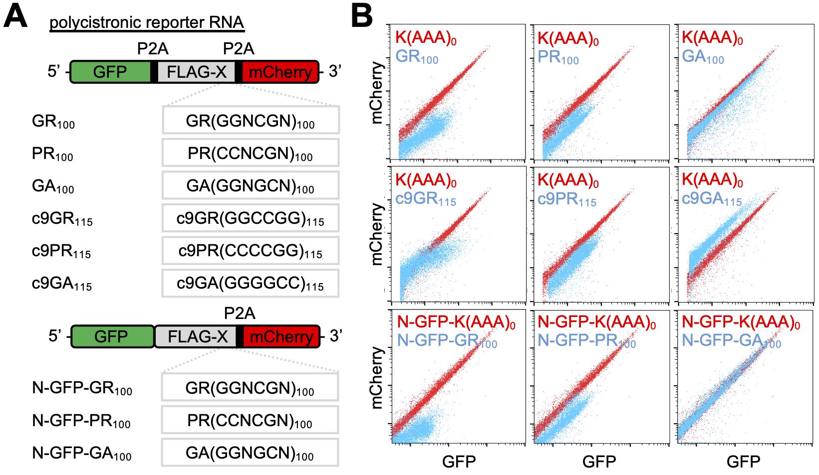 그림2. 루게릭병 독성 단백질의 번역 과정에서 발생하는 리보솜 정체 현상 확인