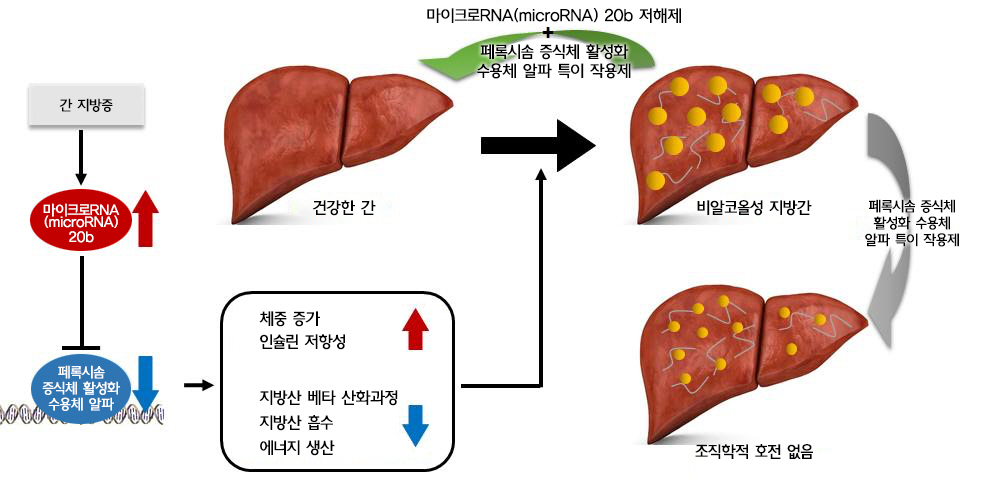그림1. 비알콜성 지방간 발병기전과 MIR20B 억제제 투여시 효과