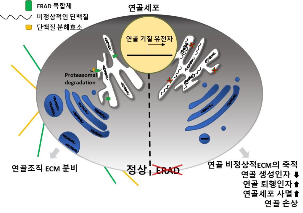 그림1. 세포 소포체 내 ERAD 시스템이 고장난 연골세포(우측)과 정상 연골세포(좌측)