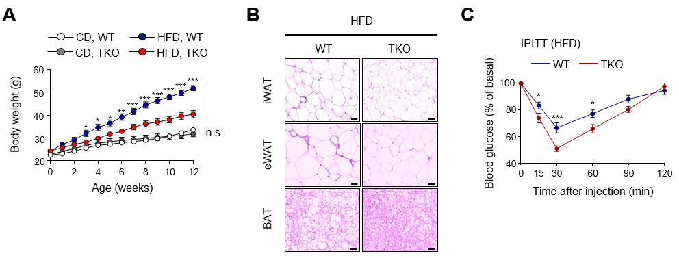 그림1. TET 발현 억제 생쥐에 고지방식을 먹인 실험 결과
