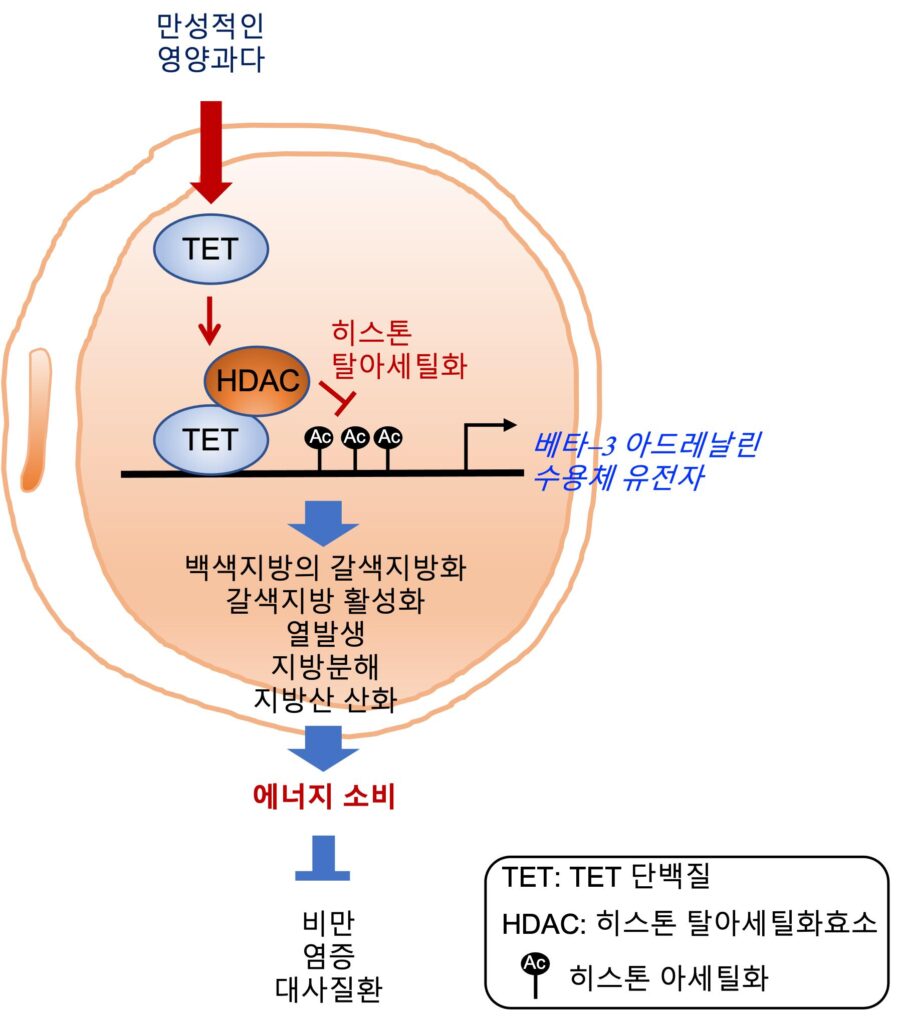 그림2.  TET 단백질에 의한 베타3 아드레날린 수용체 발현 조절 원리와 이를 억제한 대사질환 치료 전략 모식도