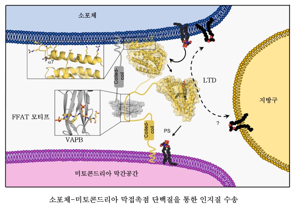 그림1. 세포 소기관인 미토콘드리아와 소포체 간의 인지질 수송 원리