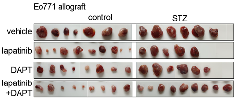 그림2. 혈당 수치 별 lapatinib 항암제에 대한 유바암 종양 성장 차이
