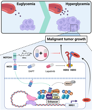 그림3. 연구내용의 모식도 고혈당에 의해 NOTCH 신호전달 체계가 활성화되고, NRG1의 증폭자 영역에 여러 전사인사 조절 인자들이 결합하여 NRG1의 유전자 발현을 유도하게 된다. 이렇게 증가된 NRG1은 HER2-HER3복합 수용체에 작용하여 악의 성장을 촉진시키는데, NOTCH 활성 억제 약물 DAPT와 HER2 표적 치료제인 Lapatinib을 같이 사용하여, 효과적으로 암의 성장을 억제할 수 있다.