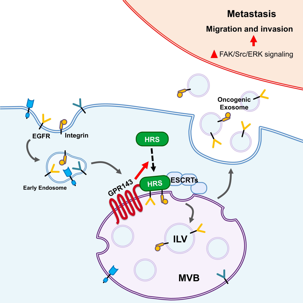 그림1. GPR143의 암전이 유도 방법
