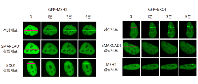 그림2. SAMRCAD1-MSH2-EXO1의 순서로 DNA 이중나선절단 부위로 접근
