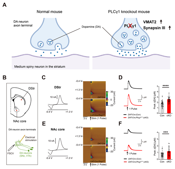 그림1. 도파민 신경세포 특이적으로 PLCγ1의 발현을 유전적으로 억제하였을 때 도파민 신경세포의 축삭 말단에서 도파민 분비가 증가하는 것을 확인함