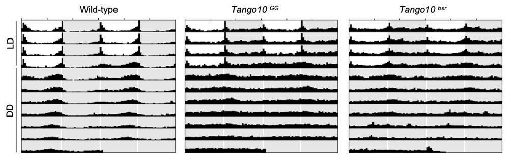 Tango 10