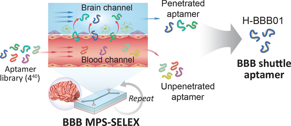 Schematic diagram of MPS-SELEX process
