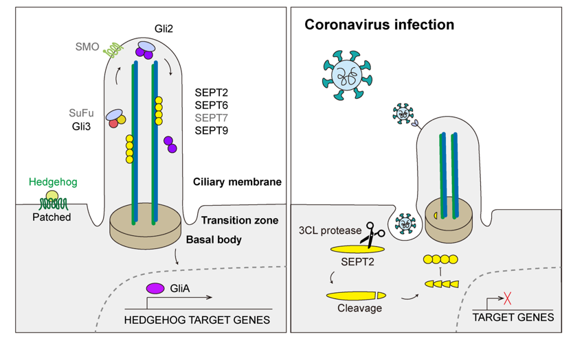 how coronavirus infection induces cilia damage and suppresses intracellular signaling mechanisms.