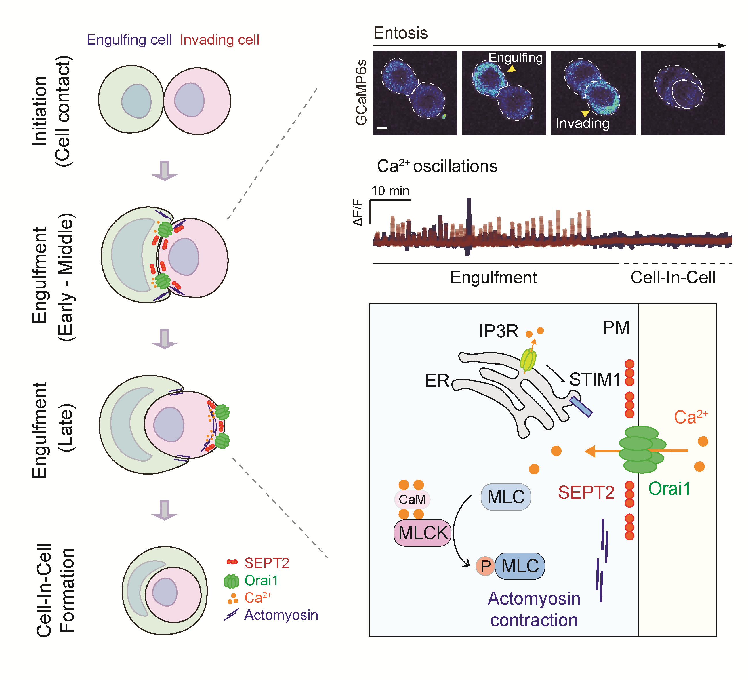 Figure. Entosis, a non-apoptotic cell death process, regulated by Orai1 Ca2+ channels.