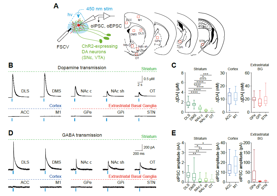 GABA co-transmission co-exists with DA transmission at DA synapses in the brain