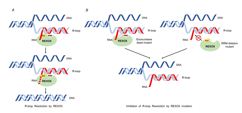 Schematic image, showing the R-loop resolution by REXO5 and the inhibition of R-loop resolution by REXO5 mutation.