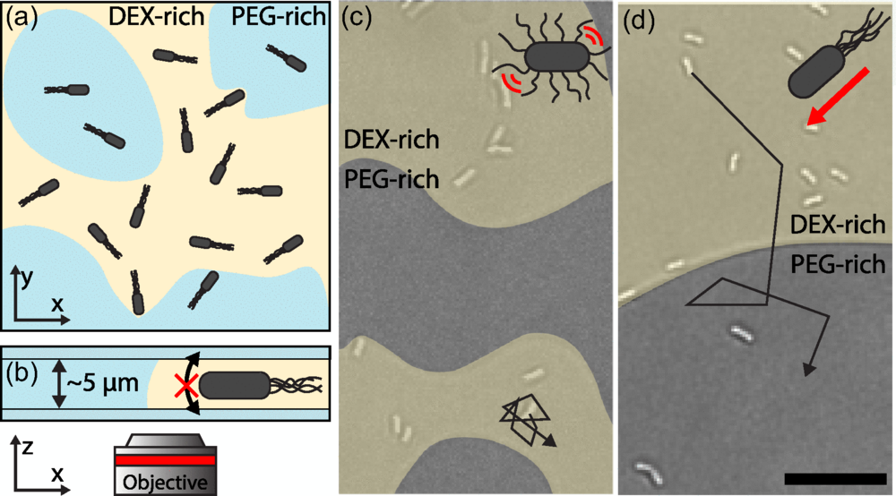 Motile bacteria B. subtilis immersed in an ATPS of DEX and PEG partition variably across the two phases compared to nonmotile ones,