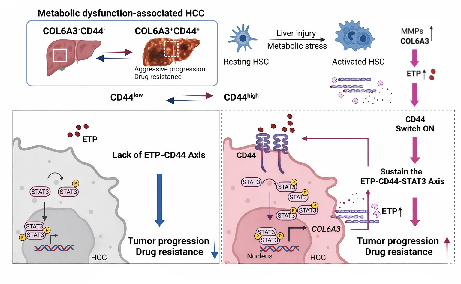 Figure 1. Schematic model of the ETP-CD44-STAT3 axis driving metabolic dysfunction1047 associated HCC progression and chemoresistance.