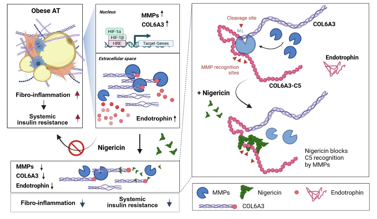 Schematic representation of the proposed mechanism by which NGC regulates ETP generation and improves insulin sensitivity in obese AT