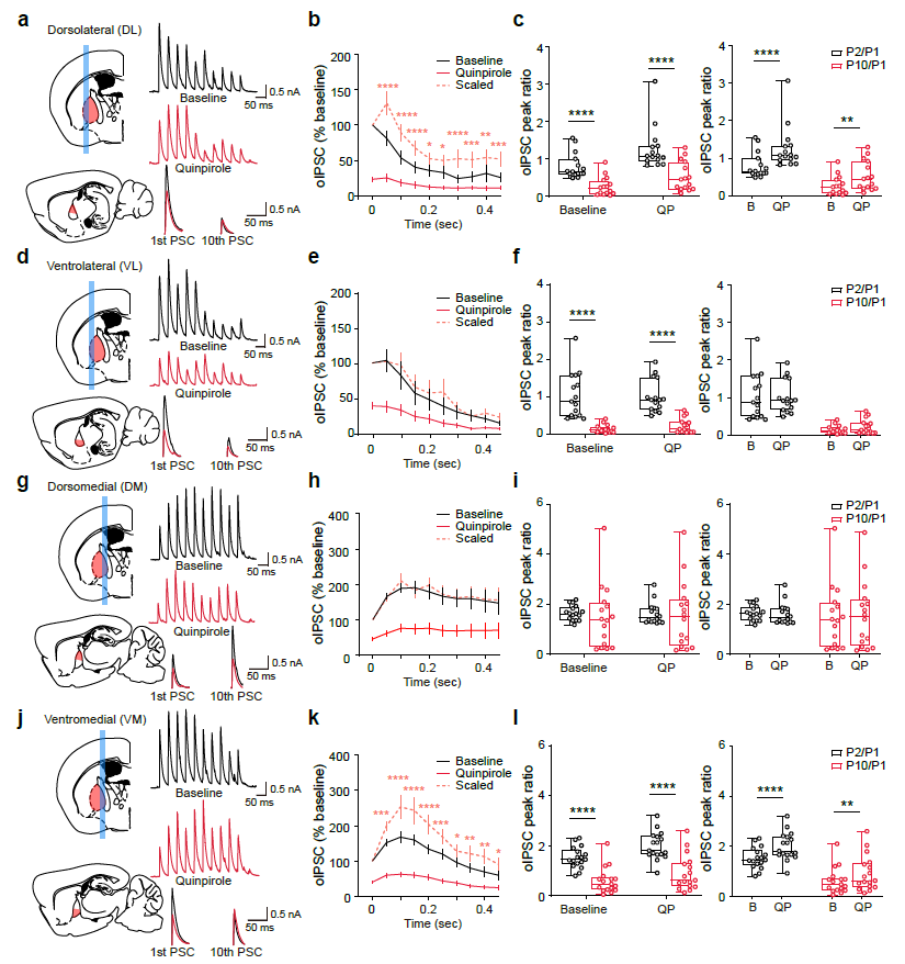 Figure 1. Schematic, illustrating how pre- and postsynaptic dopamine receptors differentially regulate ongoing activity in the GPe through region-specific modulation.