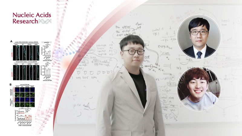 루게릭병 독성 단백질 생성 막는 신경세포보호 유전자 발견