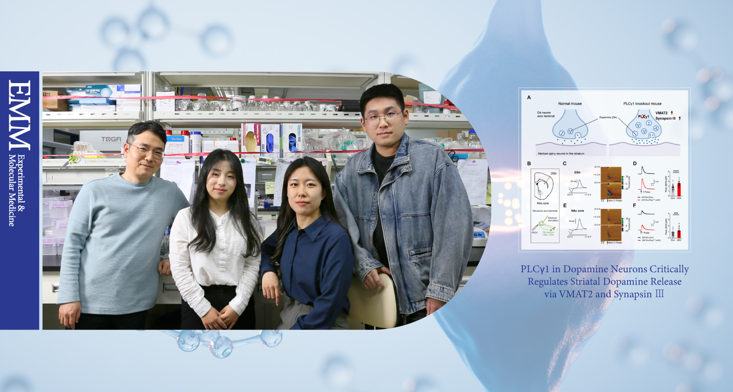 도파민 분비를 조절할 수 있는 단백질 발견했다!