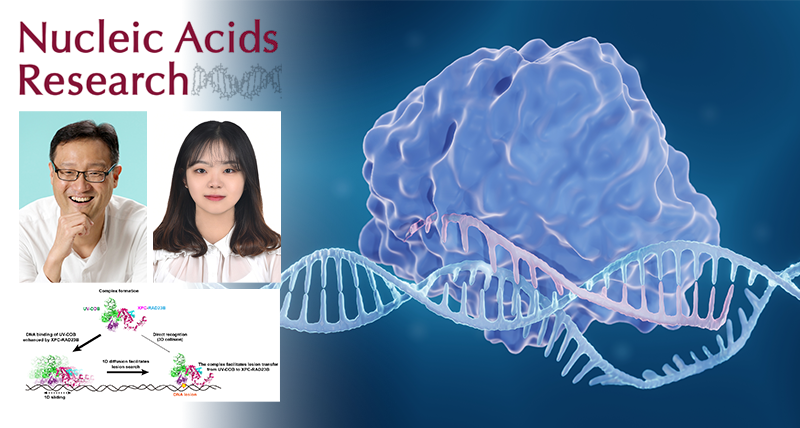 햇빛이 DNA에 남긴 ‘상처’, 두 단백질이 협력해 찾아낸다!