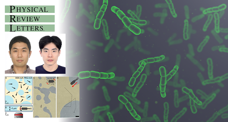 The Role of Motility in Bacterial Partitioning and Active Matter Dynamics in Aqueous Two-Phase Systems