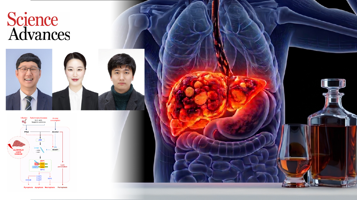 Breakthrough Unveils How Alcohol Amplifies Liver Damage During Illness