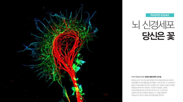 뇌 신경세포, 당신은 꽃