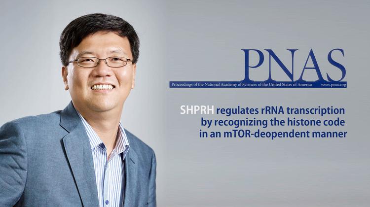 노화 막는 세포 다이어트, DNA 복구 단백질(SHPRH)이 열쇠