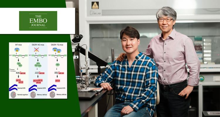 다운증후군 지적 장애 치료 돕는 길이 열렸다