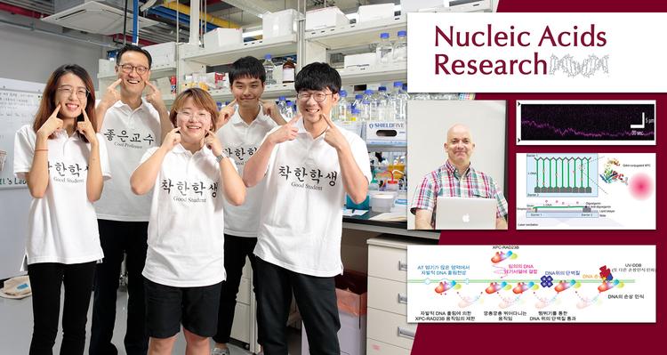 ‘장애물달리기 선수처럼’… DNA 손상 찾는 단백질 원리 규명