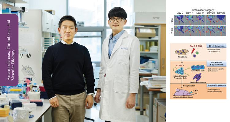 혈관병 고치고, 3D 바이오 프린팅에 쓸 ‘혈관줄기세포'