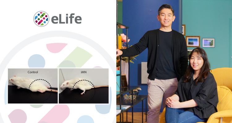 ‘척수 마비’ 치료하는 ‘세포 치료제’ 나왔다!