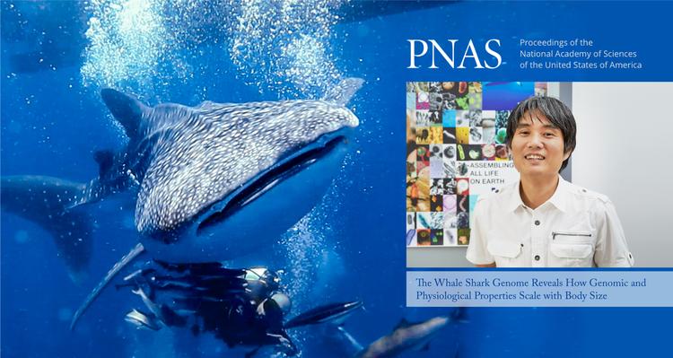 가장 큰 ‘물고기’ 고래상어 게놈 해독: 장수 비밀 풀리나