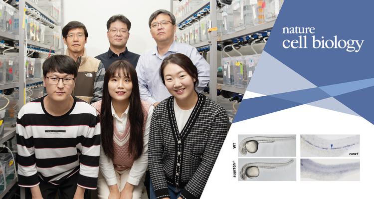 혈액세포의 근간, 조혈줄기세포 생성 기작 밝혔다