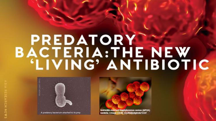 Predatory Bacteria: The New 'Living' Antibiotic