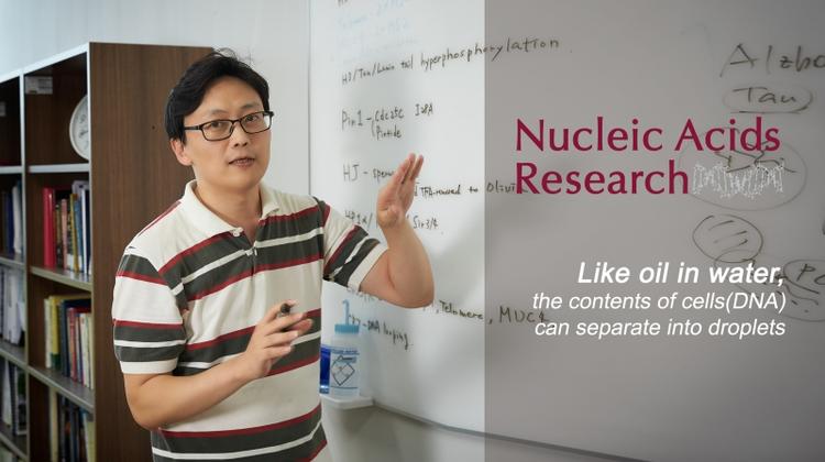 New Insights into DNA Phase Separation