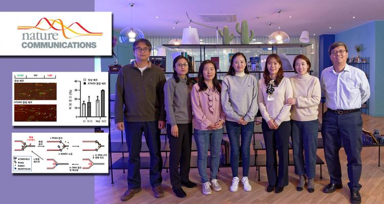 New Study Presents How Cells Relieve DNA Replication Stress