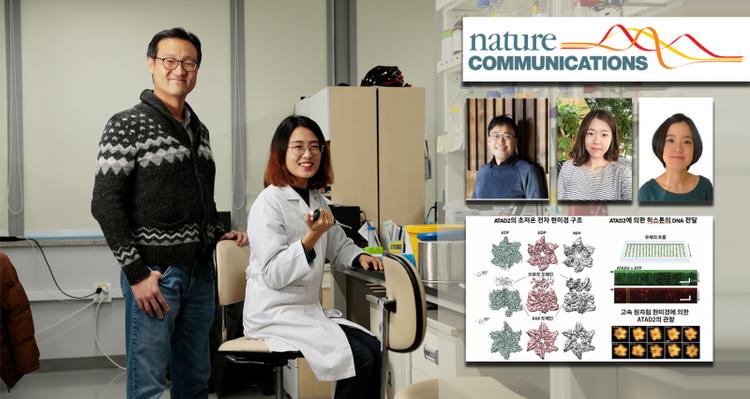 New Study Unveils the Mechanism of DNA High-order Structure Formation